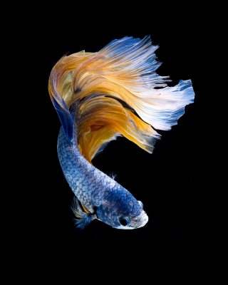 blue yellow betta fish