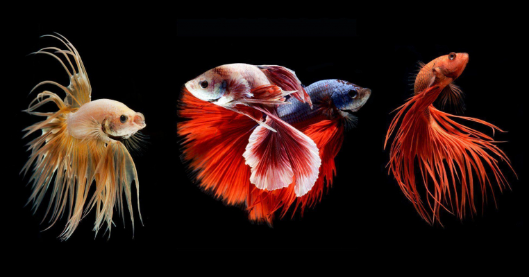 3 betta fish