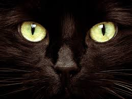 cat's eyes