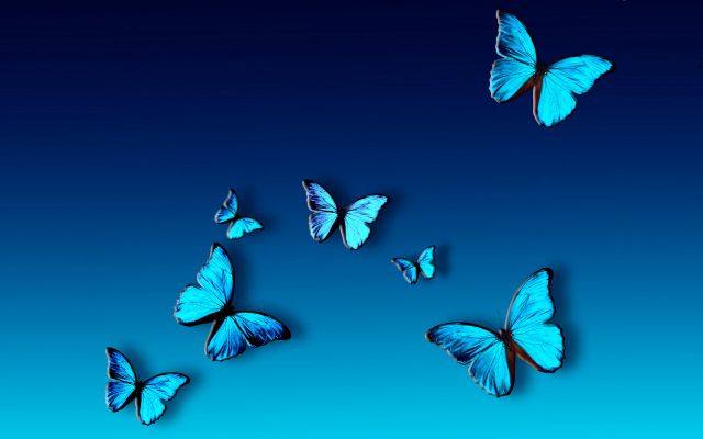 blue butterflies