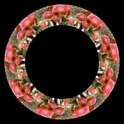 amanita round preview