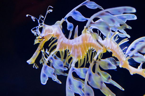 Birch Aquarium15