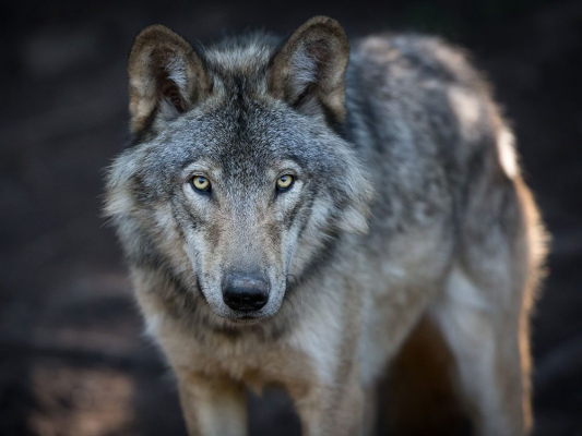 wolf