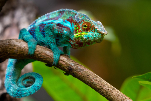 Colorful Chameleon
