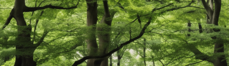 realistic photo of forest tree full of leaves 136px