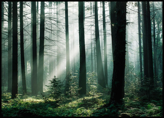 forest 7