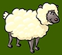 fluffy sheep