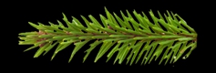 vetvicka