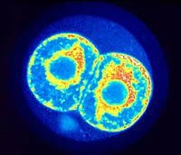 cell division 0