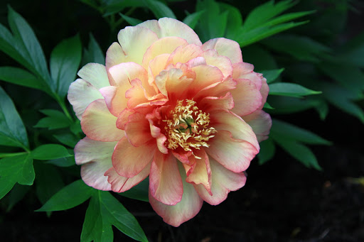 quebec pivoine blanche