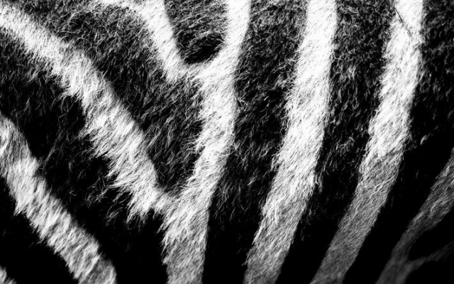 zebra fur
