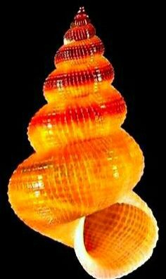 sea shell c
