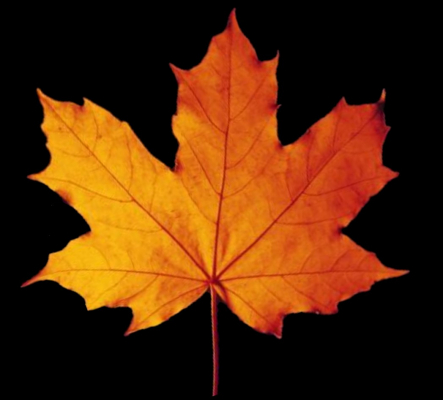 maple leaf