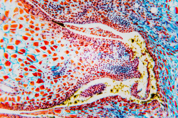 cell flower 2