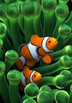 clown fish