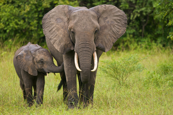 elephant