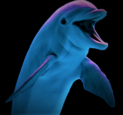 Dolphin