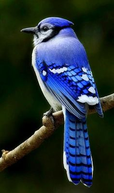 blue jay on a stick