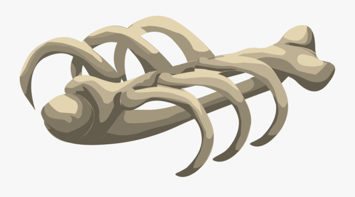 33 335060 broken bone png rib cage bones png