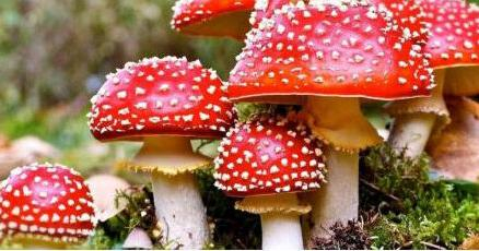 amanita