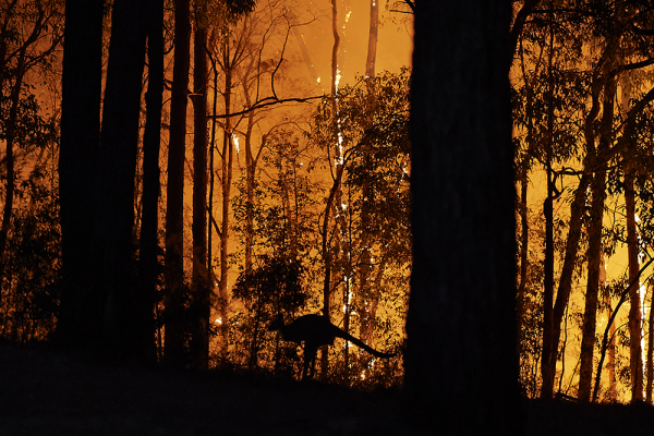 kangaroo australia fires