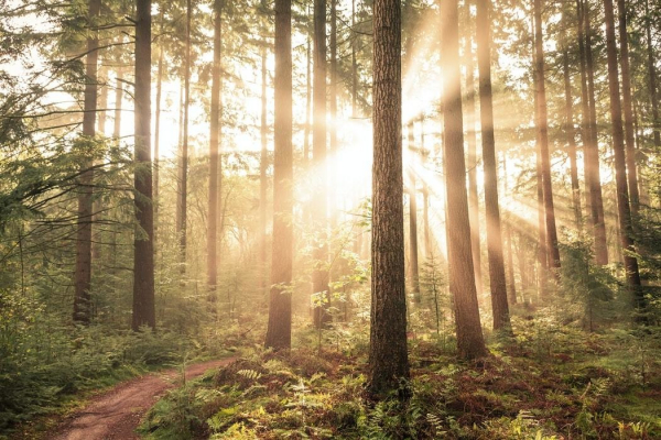 forest 6