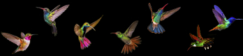 birds