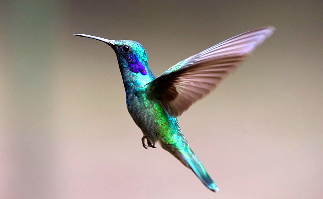 colibri