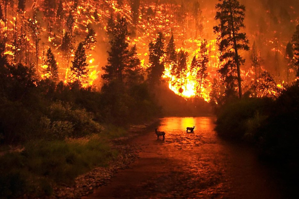 forestfiremain