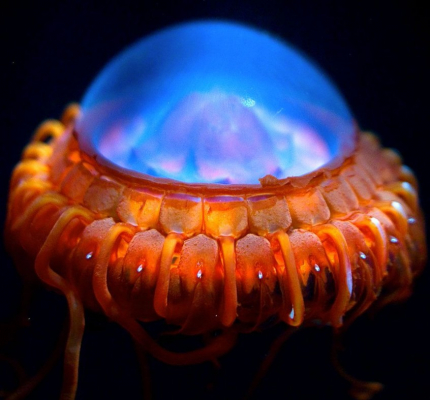 sea creature b