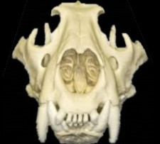 skull lion $