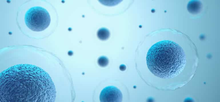 Cellule