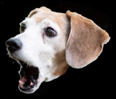 dog head bark