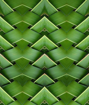 palm leaf