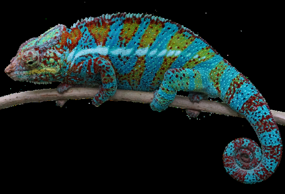 Chameleon