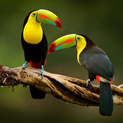 toucan