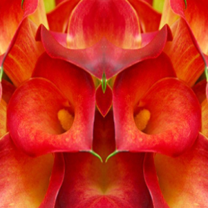 calla lilly