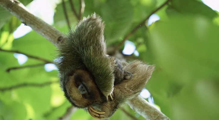 Sloth