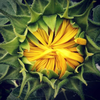 closed sunflower $