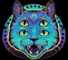 4 eye cat $