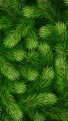 spruce tip