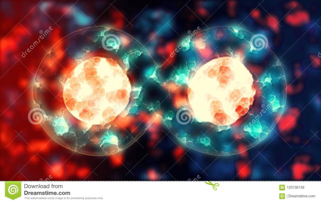 cell division