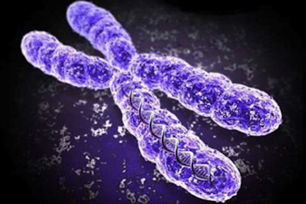chromosome