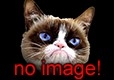no image cat