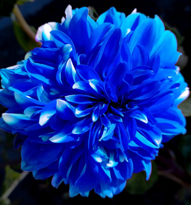 blue flower
