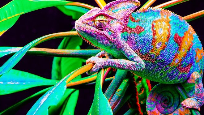 chameleon