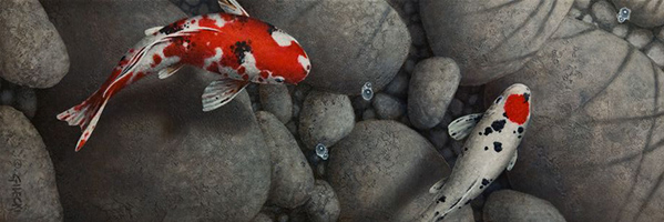 Koi carps