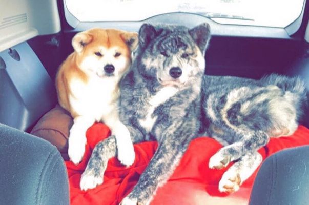 dogs