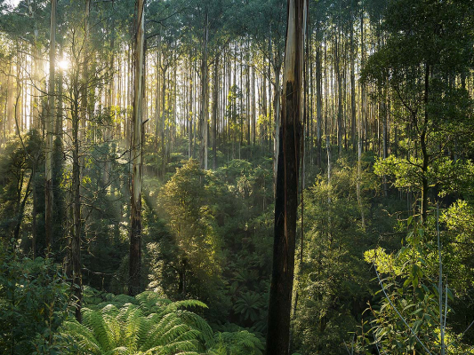 black spur forest