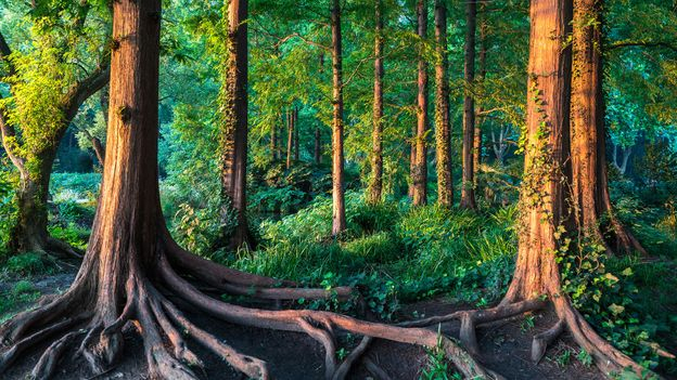 forest 5